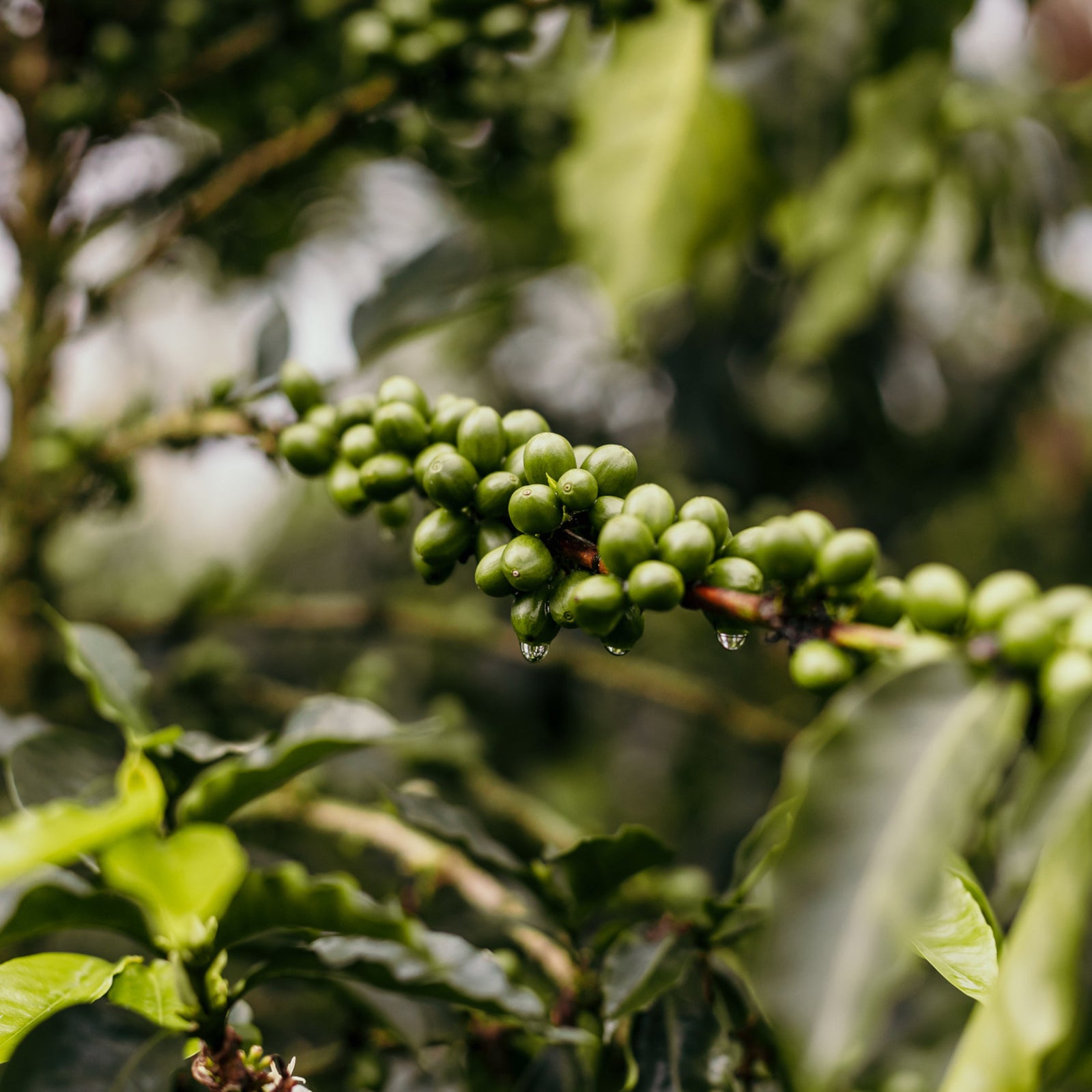 Casitas green coffee cherries growing on a coffee plant