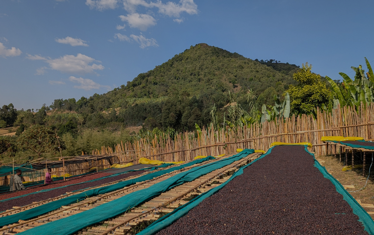 A trip to the birthplace of coffee, Ethiopia