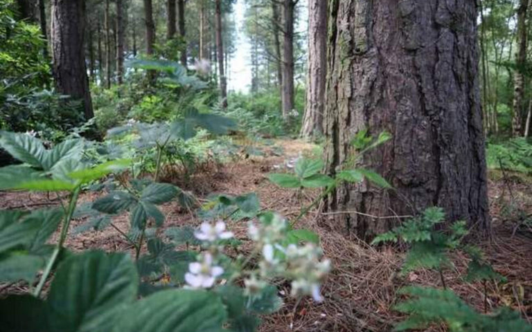 How Can We Be A More Environmentally Responsible Company?