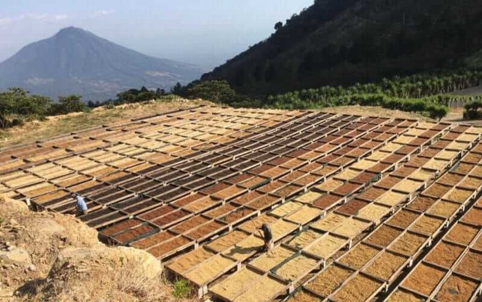 From Origin To Cup – Processing Coffee