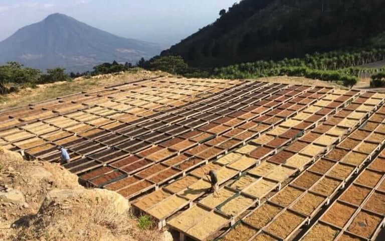 Rounton Coffee Newsletter – November 2018