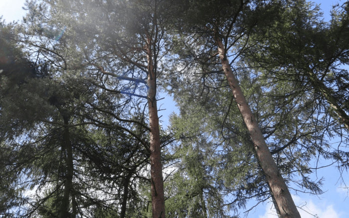 Why are trees so important to me?