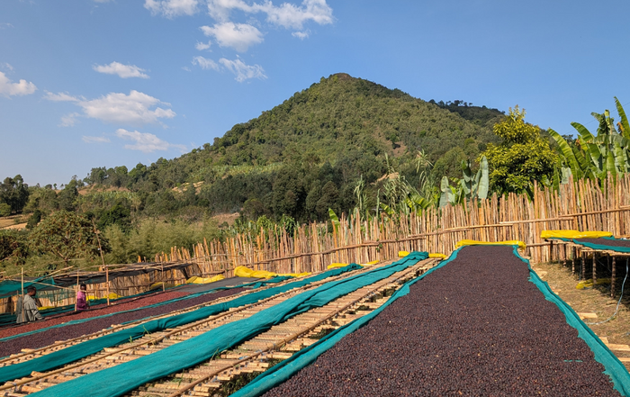 A trip to the birthplace of coffee, Ethiopia