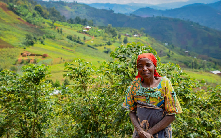 Burundi Coffee Guide