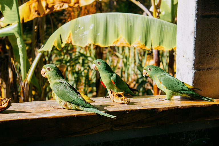 Coffee and Conservation | Brewing Change for Wildlife