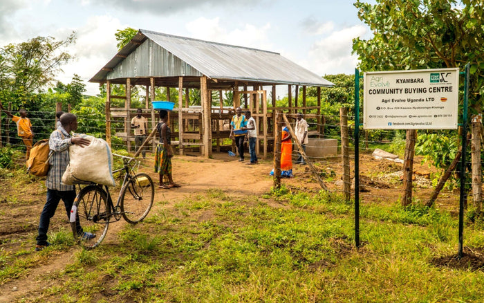 Sustainably Sourced Coffee in Uganda | ACE2030
