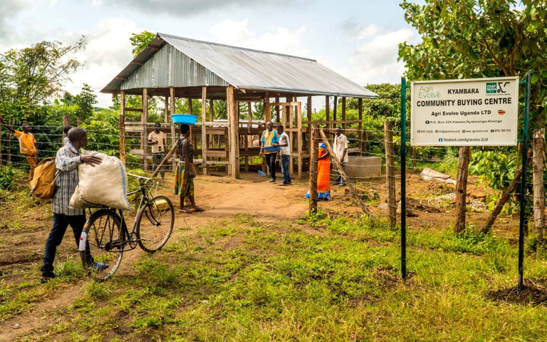 Sustainably Sourced Coffee in Uganda | ACE2030