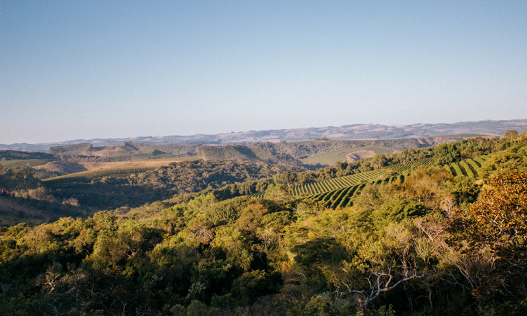 Coffee Origins and Flavours | Exploring the Rich Diversity of Coffee