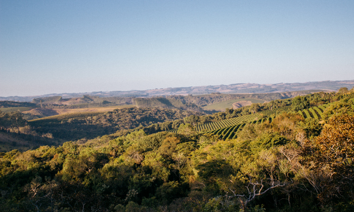 Coffee Origins and Flavours | Exploring the Rich Diversity of Coffee