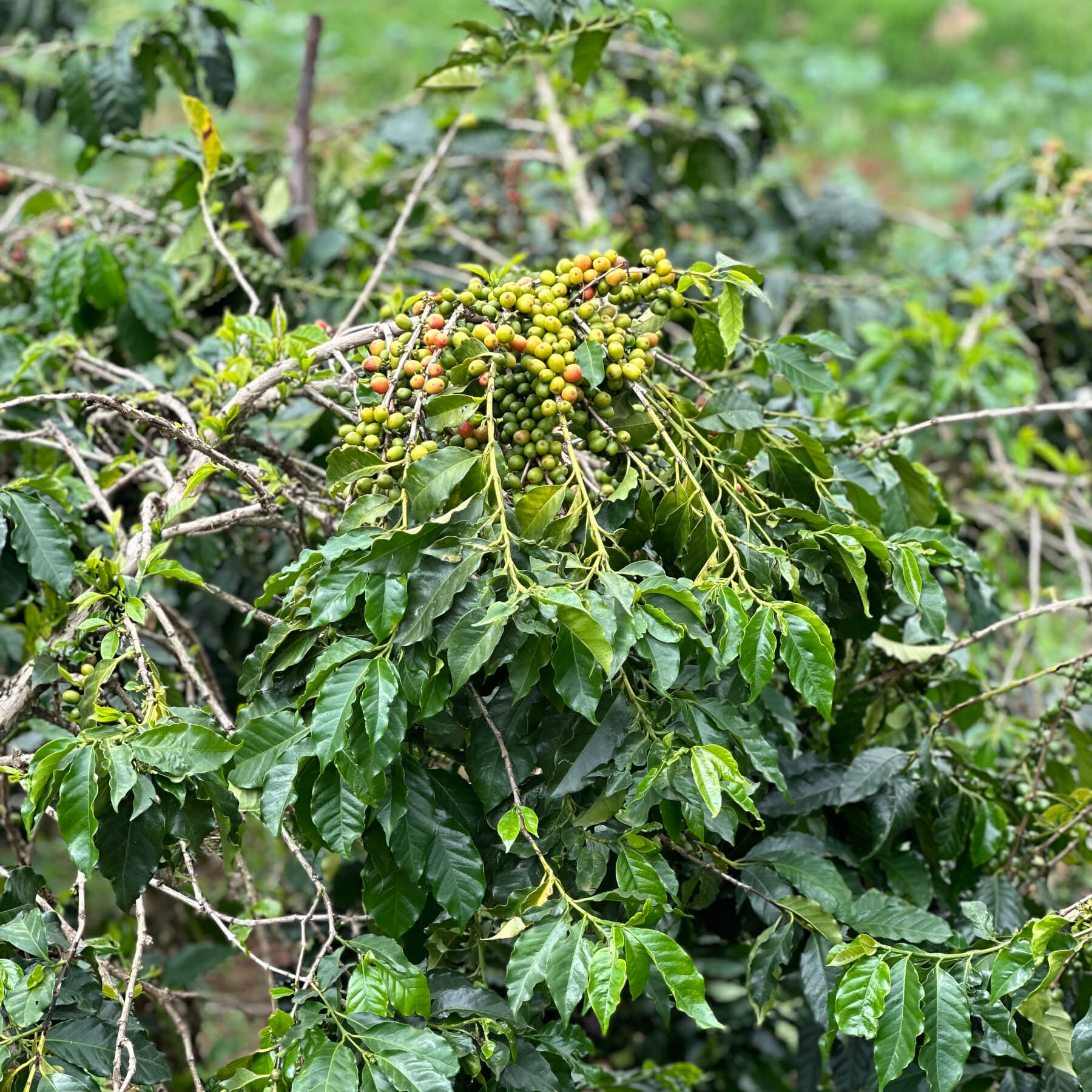 Kericho County Decaf | Kenyan Speciality Coffee Beans | Rounton Coffee