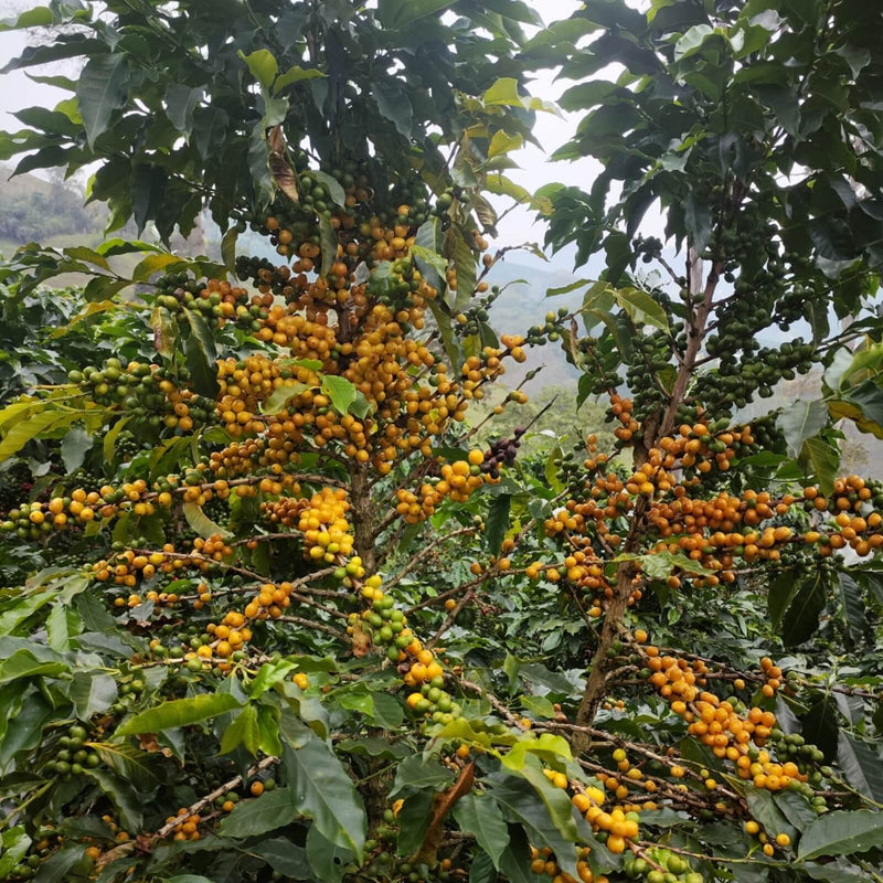 Coffee tree with ripe coffee beans