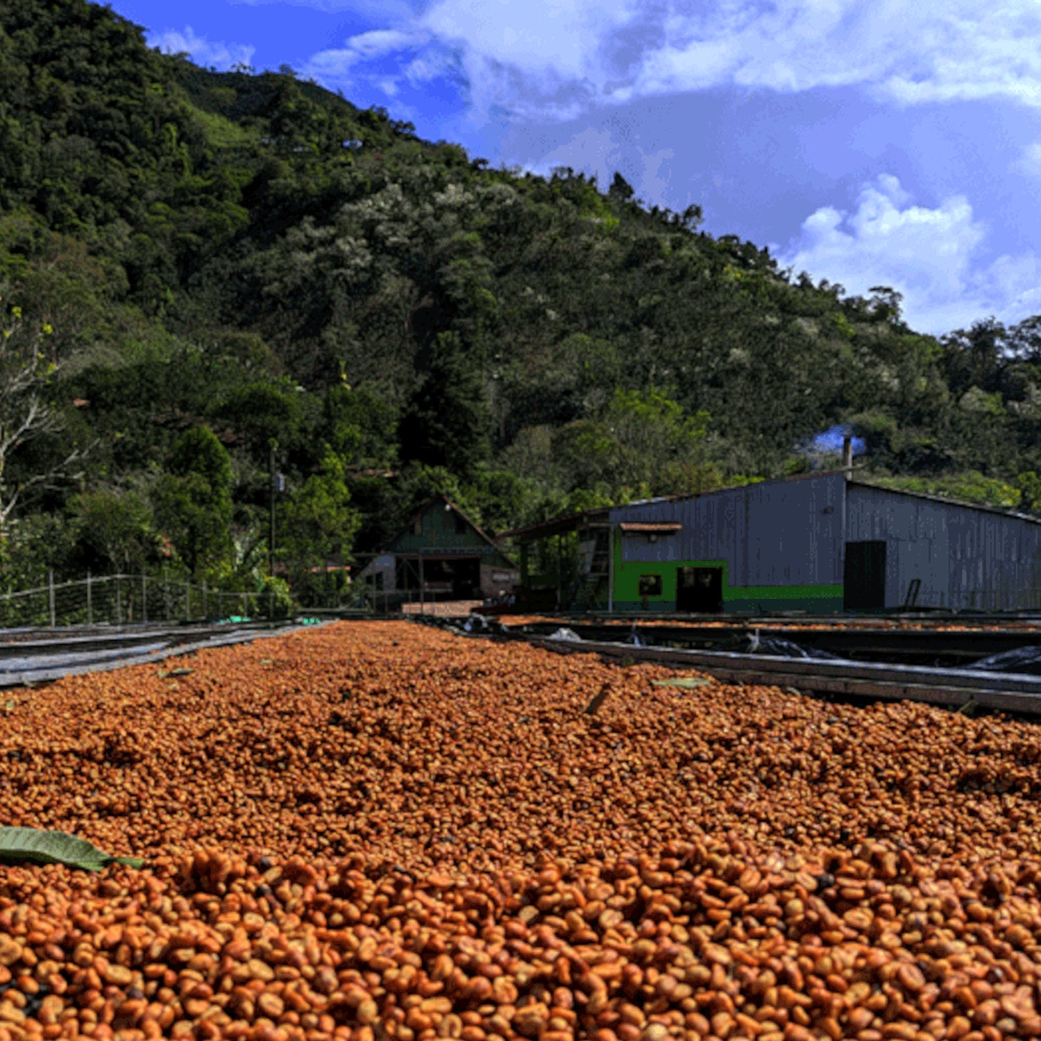 Venecia coffee cherries drying at a Costa Rican coffee farm