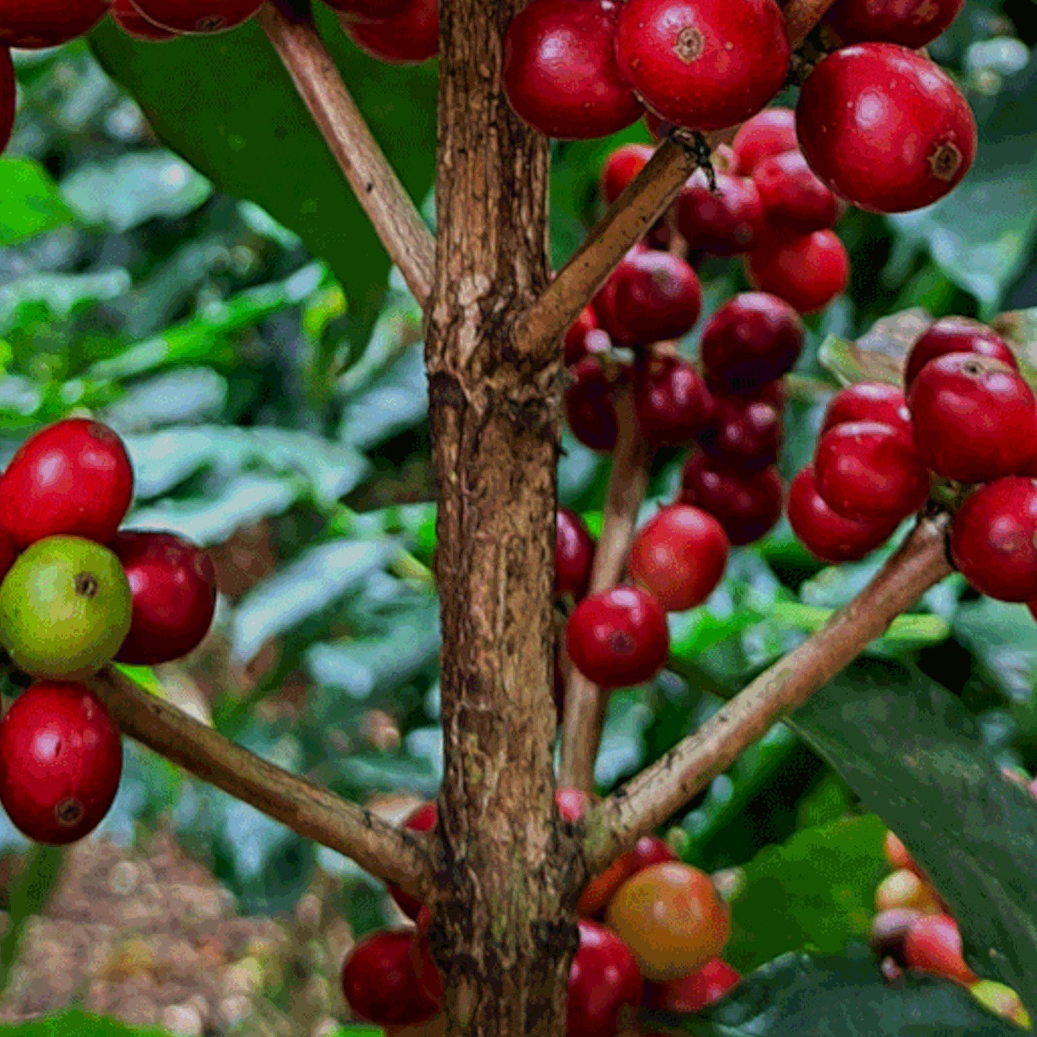 Venecia coffee cherries growing on a coffee plant