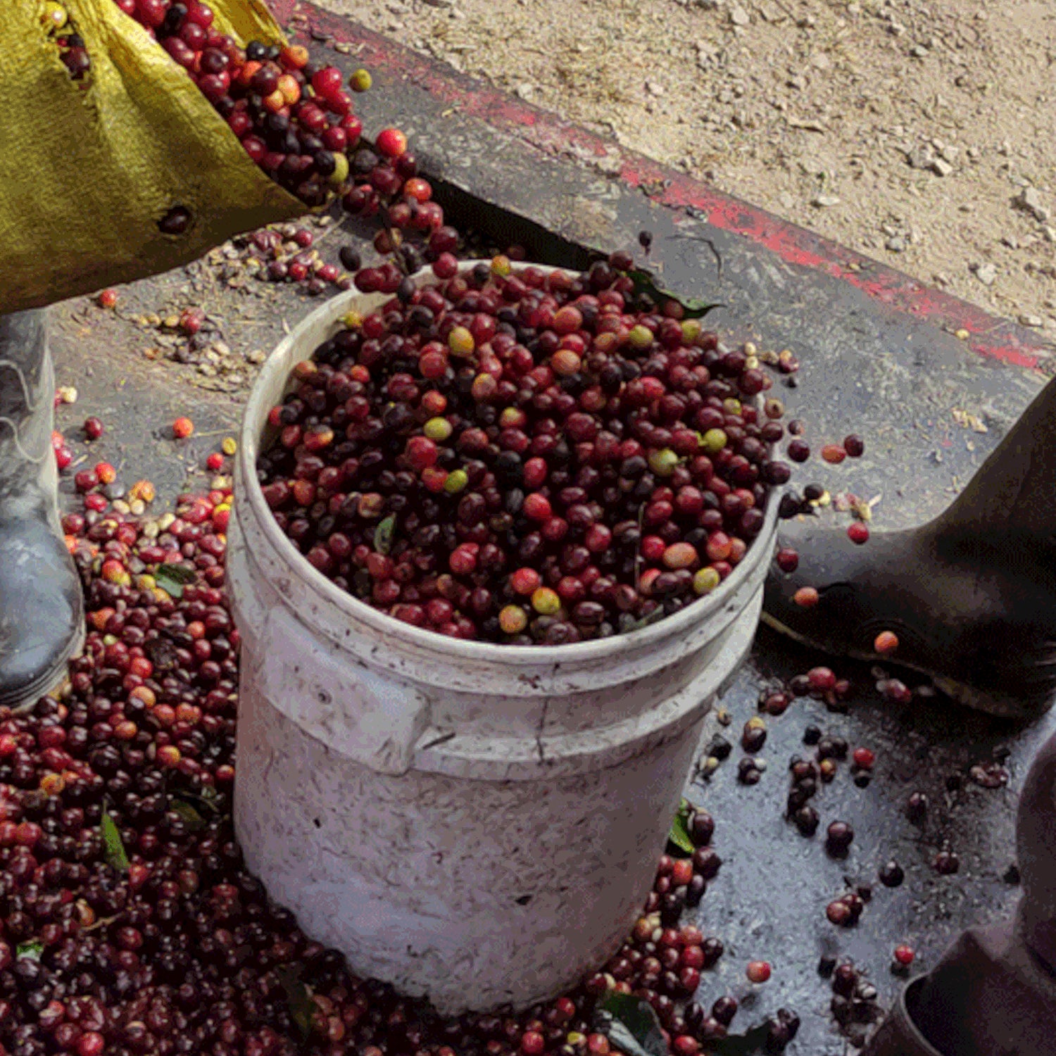 Venecia coffee cherries in a bucket at a Costa Rican farm