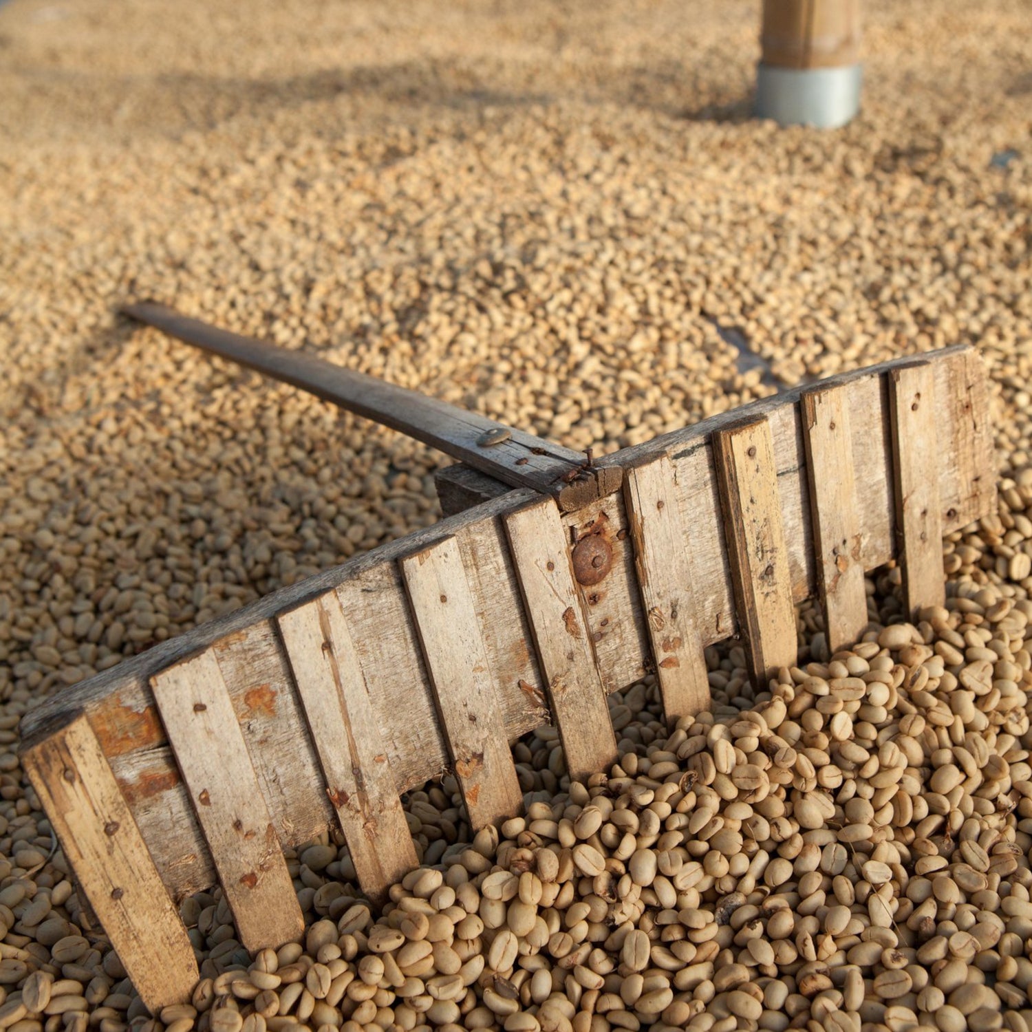 Venecia coffee beans drying on a raised bed