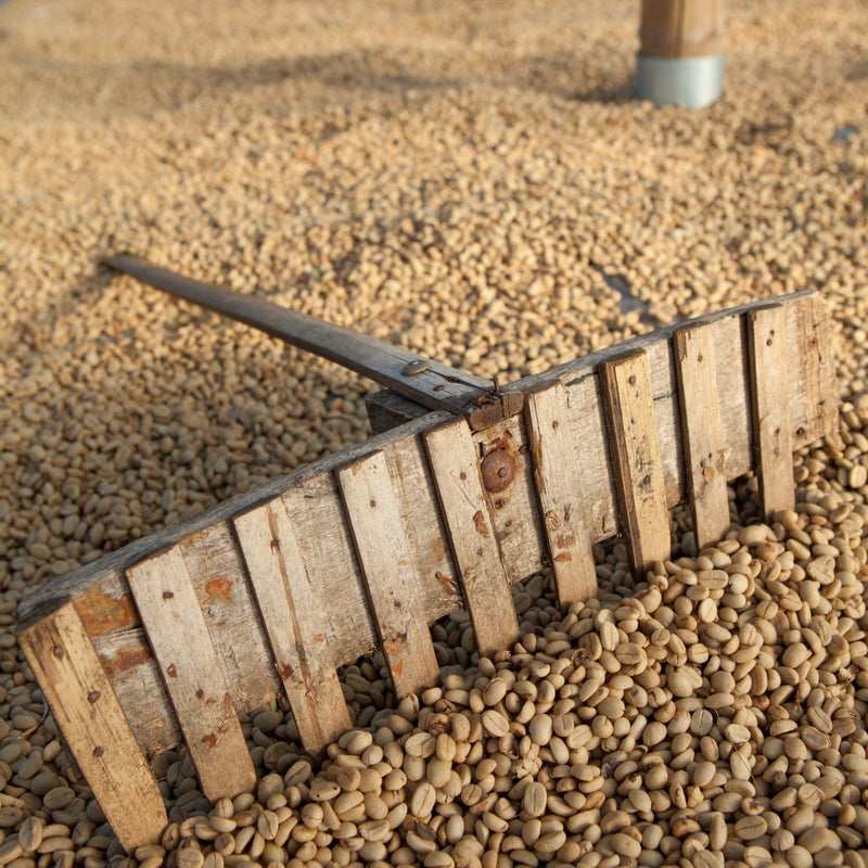 Venecia coffee beans drying on a raised bed