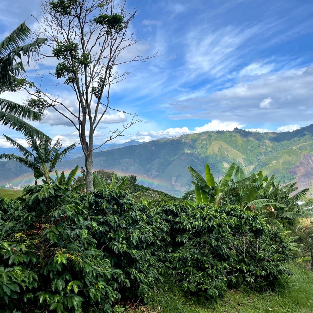 Scenic view of lush greenery with mountains and a rainbow in the distance.