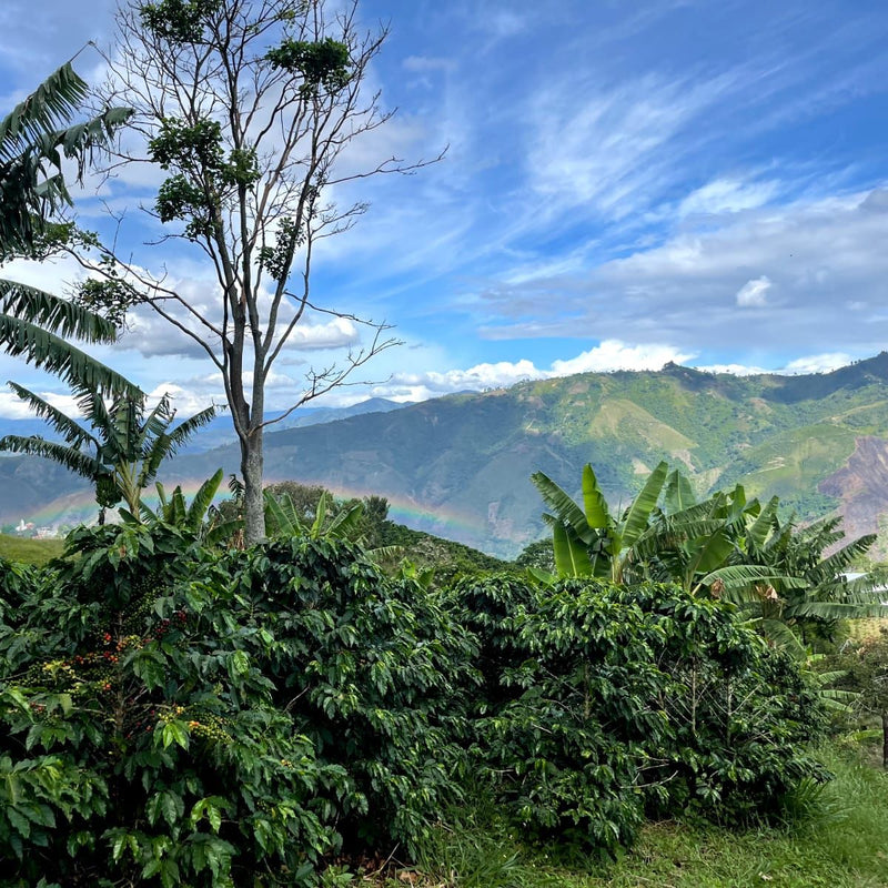 Scenic view of lush greenery with mountains and a rainbow in the distance.