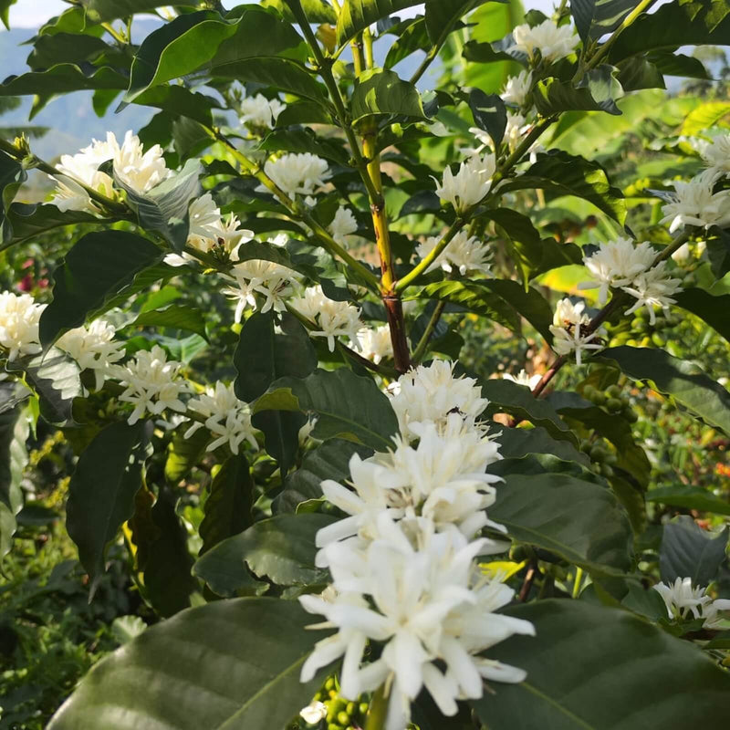 White coffee flowers on a coffee plant with green leaves