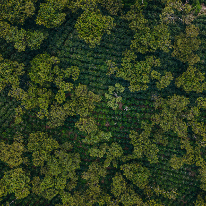 Casitas coffee plantation beneath a dense forest canopy