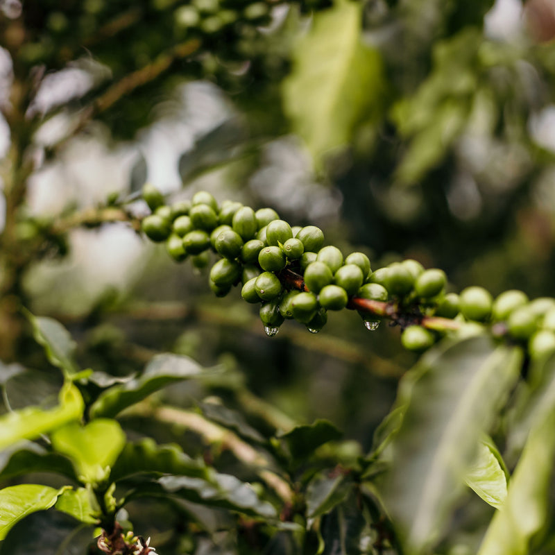 Casitas green coffee cherries growing on a coffee plant