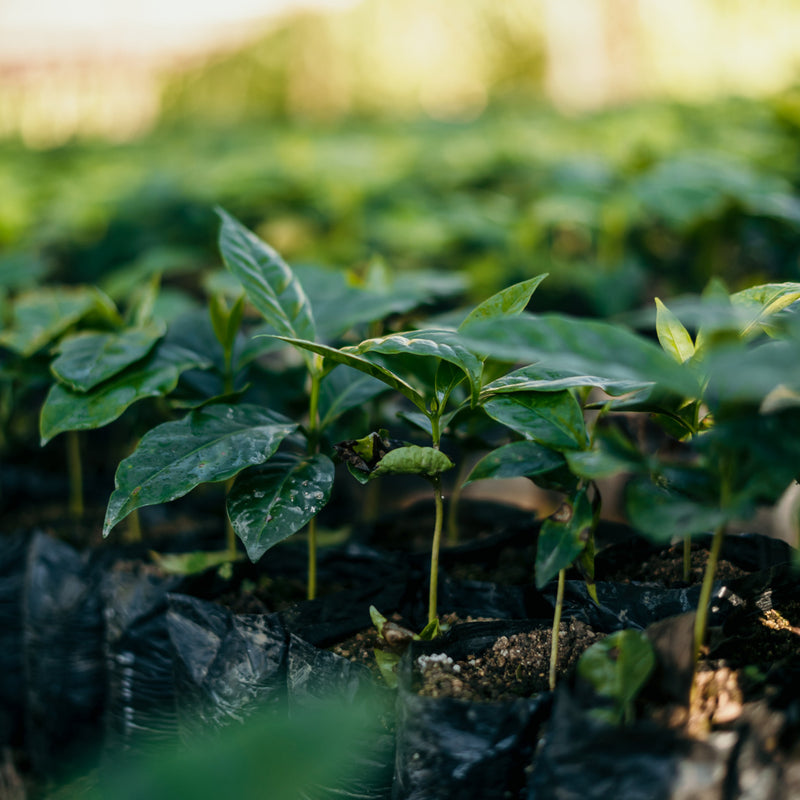 Casitas coffee seedlings growing in a nursery