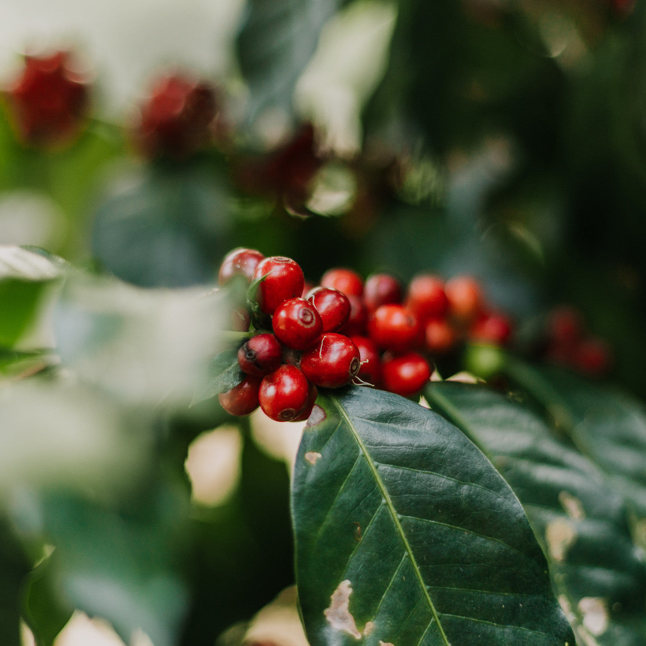 Silvestre Velásquez coffee cherries ripening on a coffee plant