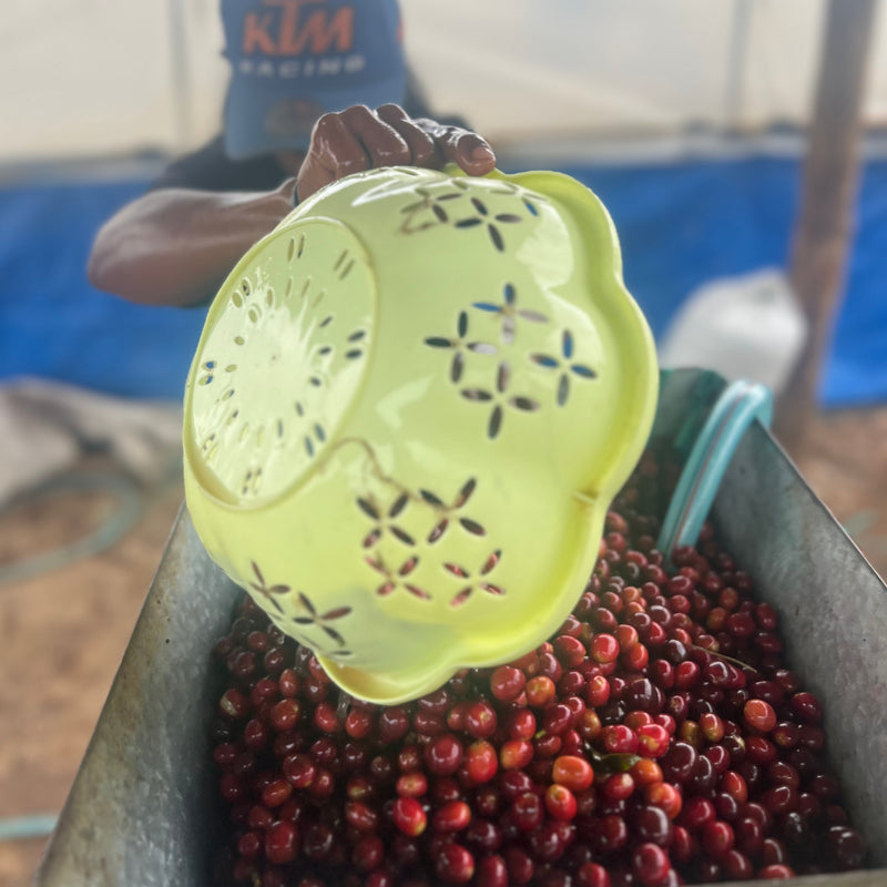 Rotutu