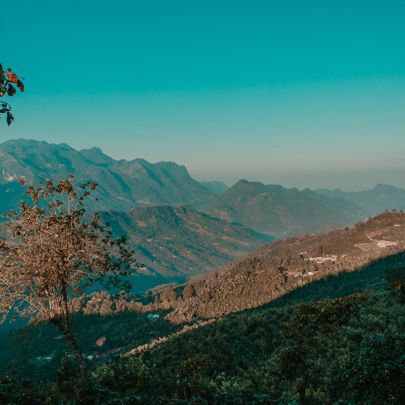 Silvestre Velásquez coffee grown in Guatemala mountain landscape