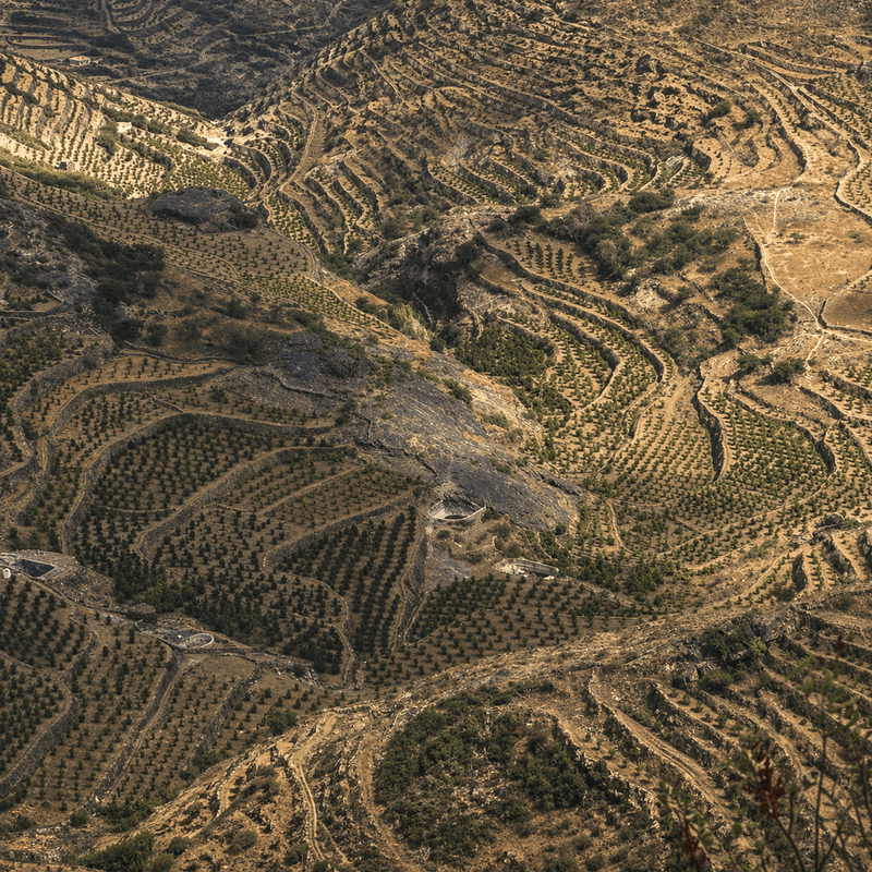 Aerial view of a hilly landscape with olive trees