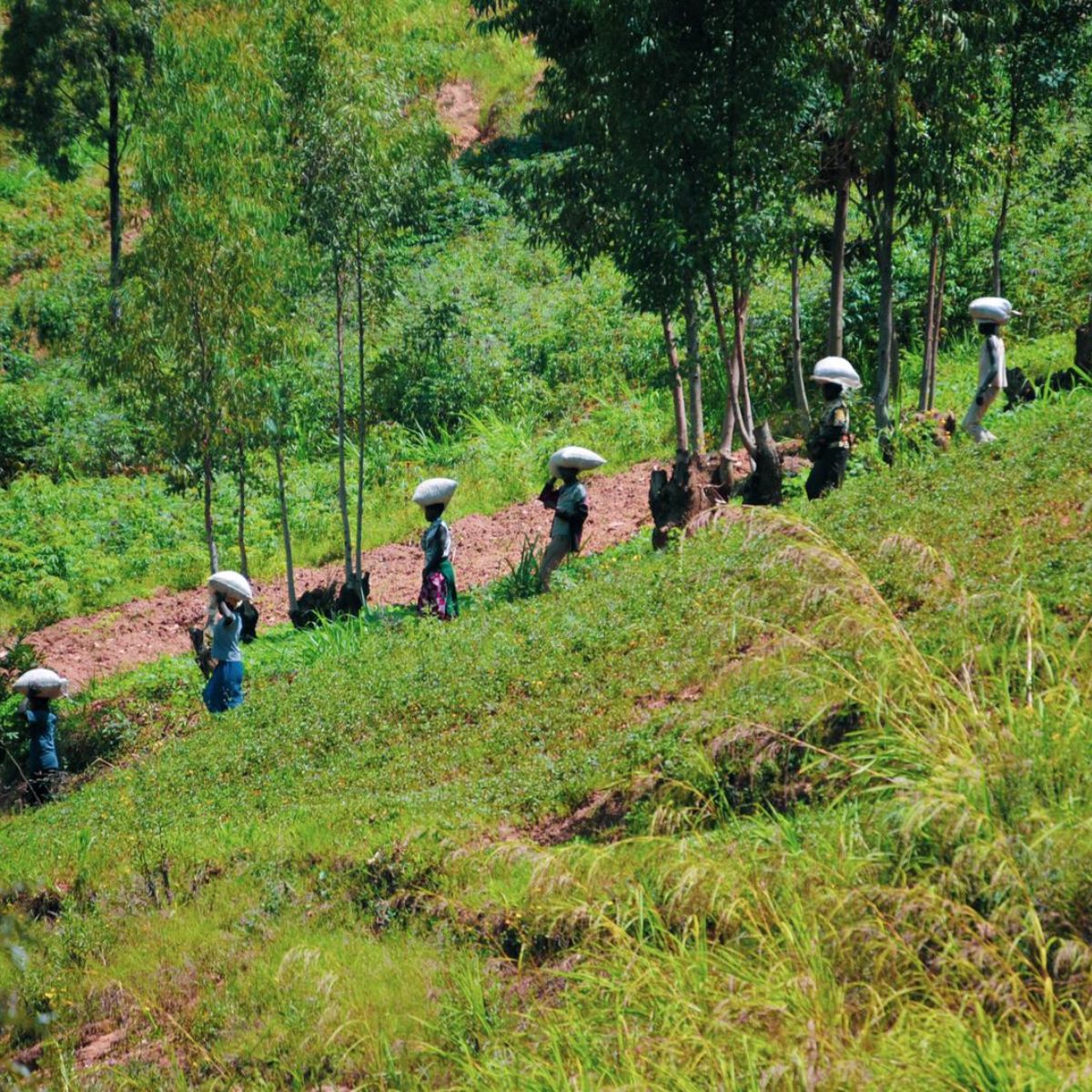 Rwamatamu Coffee team at harvest