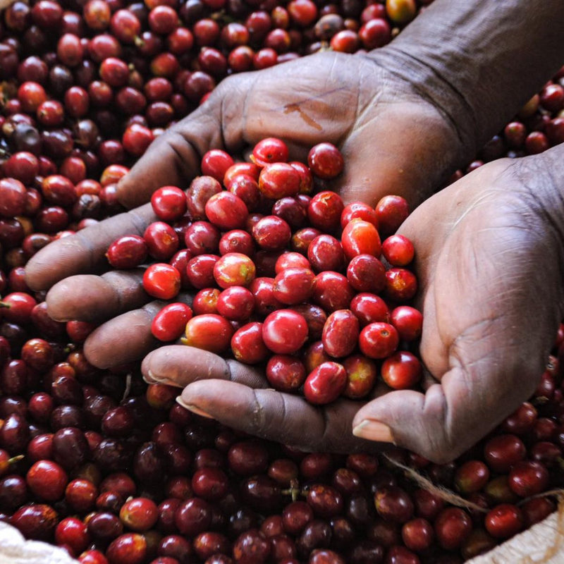 Freshly picked cherries at harvest